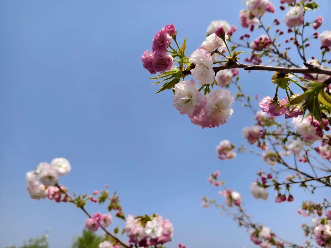 晚樱12.jpg