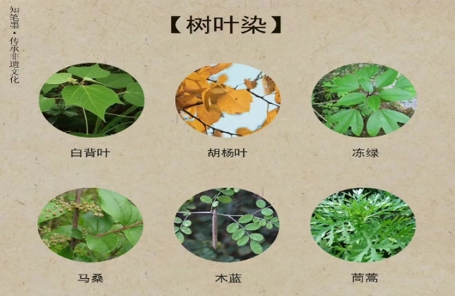 第二期本草 (1).png